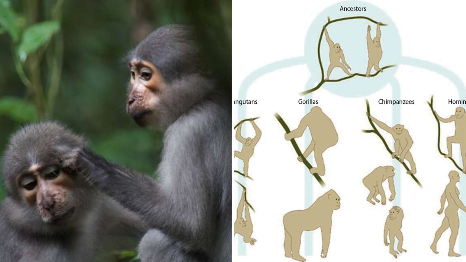 Study Proposes Early Human Shoulders and Elbows Evolved as Brakes, Similar to Climbing Apes