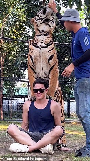 79557613 12921349 Tom Sandoval showed off photos and videos of him meeting a tiger a 17 1704257419636
