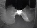 Unlikely Houseguest Caught on Sydney Man’s Ring Doorbell Camera