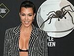 Kourtney Kardashian’s Memorable Aussie Experience: Capturing a Massive Spider in Her Hotel Room After Visiting Sydney Hotspot with Son Reign