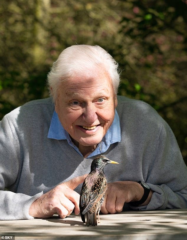 Review: Sir David Attenborough, at 97, remains captivated by the enchanting world of sound in “Secret World Of Sound”, according to Christopher Stevens.